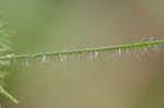 Hairy umbrella sedge